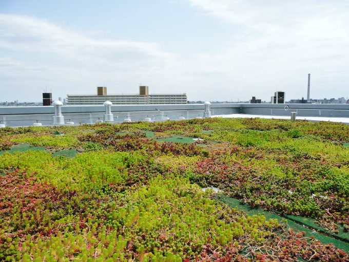 工場の屋上緑化